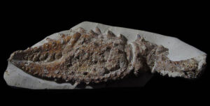 Lobsters were common inhabitants of the Chalk sea floor 90 million years ago. This claw or chela - must have been quite powerful, specimen number 007757. Photo by Bob Foreman