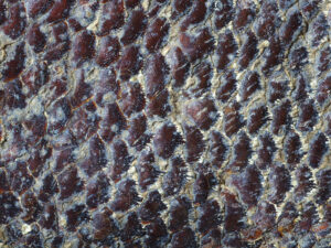 Detailed close up fossil fish scales, Ctenothrissa radians sp., from the Upper Chalk, East Sussex.