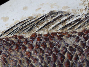 Close up of fossil fish, Ctenothrissa radians sp., from the Upper Chalk, East Sussex. Photo by Bob Foreman.